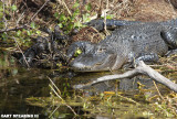 Alligator and Yearlings