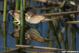 Viera Wetlands Least Bittern 2