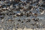 Snow Geese At Middle Creek #31