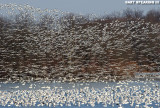 Snow Geese At Middle Creek #34