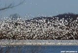 Snow Geese At Middle Creek #37