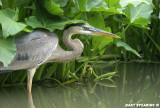 Undercover Great Blue Heron