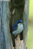 Tree Swallow Guarding The Nest