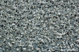 Snow Geese At Middle Creek #11