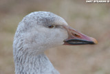 Snow Goose Portrait