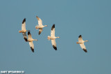 Snow Geese At Middle Creek #18