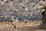 Snow Geese At Middle Creek #19