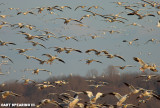 Snow Geese At Middle Creek #21