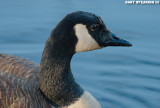 Canada Goose Portrait 2