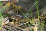Wildwood Lake Water Snake