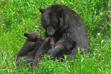 Sow Black Bear Nursing Cubs