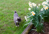 neighbours cat in my yard