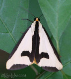 Clymene Moth Haploa clymene #8107