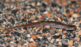 Four-toed Salamander on the shoulder of the road.