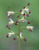 Puttyroot Aplectrum hyemale