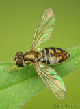 Flower Fly Toxomerus marginatus