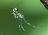 Orchard Spider - Leucauge venusta