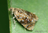 Olethreutes astrologana #2837