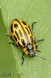 Cottonwood Leaf Beetle