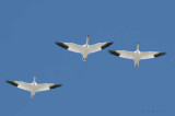 Snow Goose