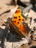 Gray Comma