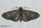 Eupithecia sp. IMG_6415wp.jpg