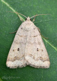 Common Oak Moth Phoberia atomaris #8591