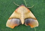 Straight-lined Plagodis Moth Plagodis phlogosaria #6842