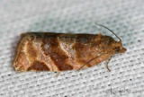 Pine Tube Moth Argyrotaenia pinatubana #3602