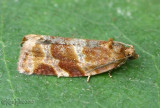 Pine Tube Moth Argyrotaenia pinatubana #3602