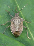 Brown Marmurated Stinkbug