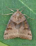 Clover Looper Moth Caenurgina crassiuscula #8738