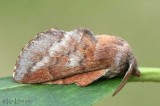 Lappet Moth Phyllodesma americana #7687