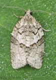 Black-and-gray Banded Leafroller Moth Syndemis afflictana #3672