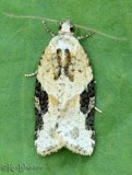 Gray-banded Leafroller Moth Argyrotaenia mariana #3625