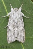 Smeared Dagger Moth Acronicta oblinita #9272