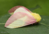 Rosy Maple Moth Dryocampa rubicunda #7715
