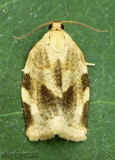 Broken-banded Leafroller Moth Choristoneura fractivittana #3632