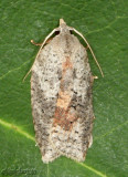 White-line Leafroller Moth Amorbia humerosana #3748