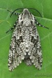 Carpenterworm Moth Prionoxystus robiniae #2693