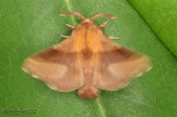Forest Tent Caterpillar Moth Malacosoma disstria #7698