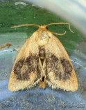 Abbreviated Button Slug Moth Tortricidia flexuosa #4654