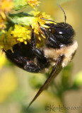 Eastern Bumble Bee Bombus impatiens