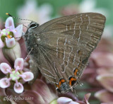 Striped Hairstreak