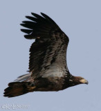 Bald Eagle immature