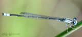 Slender Bluet Enallagma traviatum