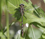 Lancet Clubtail Phanogomphus exilis