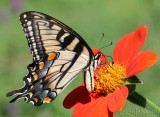 Eastern Tiger Swallowtail
