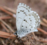 Spring Azure - Celastrina ladon