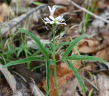 Cut-leaved Toothwart